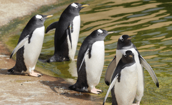 A waddle of penguins 